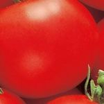 Характеристики, достоинства, особенности выращивания гибридного томата сорта «Кострома»