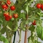 Как правильно вырастить помидорное дерево в домашних условиях?