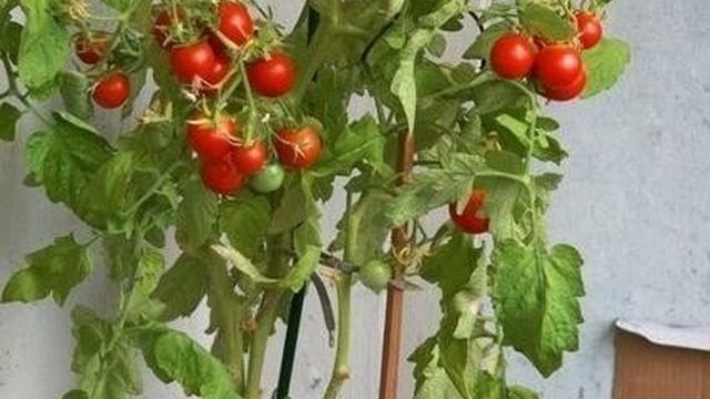 Как вырастить помидорное дерево в домашних условиях и открытом грунте