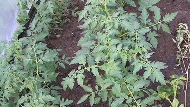 Как я выращиваю высокорослые помидоры