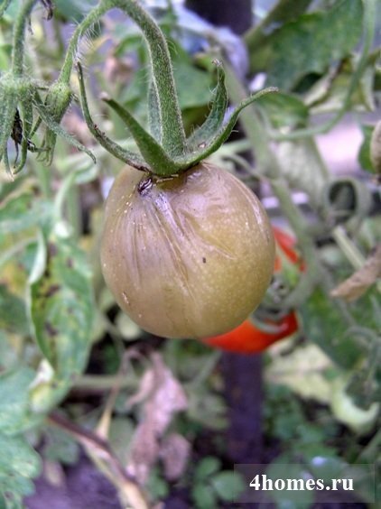 Сорт помидор партизан