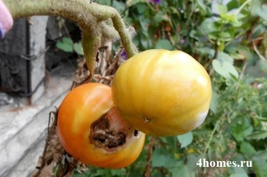 Вершинная гниль на помидорах лечение