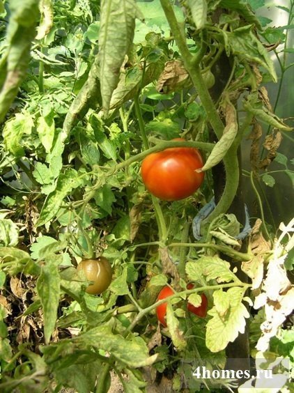 Высокорослые томаты для открытого грунта