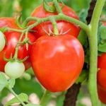 Основные характеристики перспективного гибридного сорта томатов «Король королей»