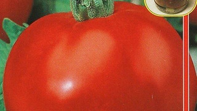 Отличные морозоустойчивые томаты — Московский ультраскороспелый