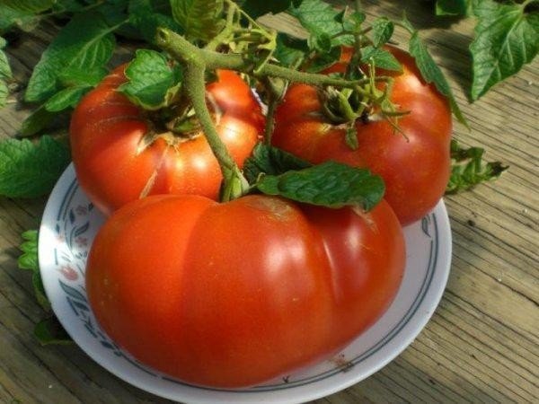 Хлебосольные сорт томаты