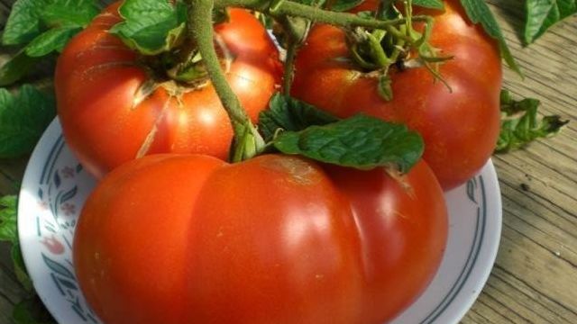 Томат "Хлебосольный": описание и характеристики сорта, рекомендации по выращиванию и фото плодов-помидоров Русский фермер