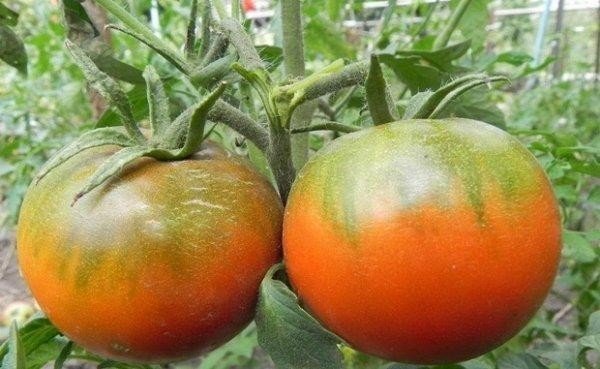 Сорт помидор суперклуша