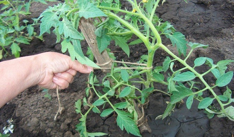 Подвязать помидоры в открытом грунте