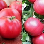 Популярный среди фермеров биф-томат «Розовый мясистый», описание сорта