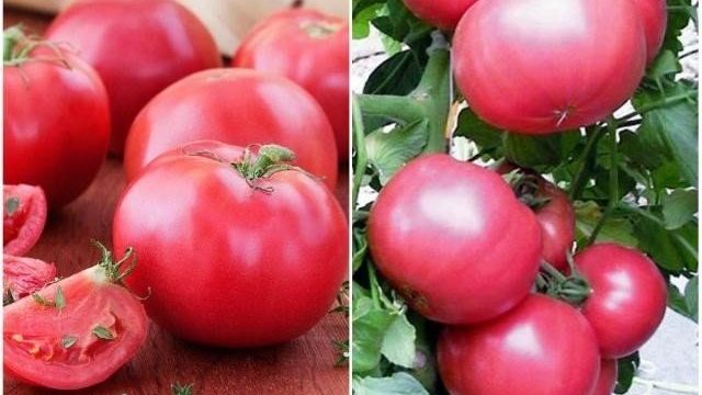 Томат "Розовый мясистый": описание и характеристики сорта вкусных помидор Русский фермер