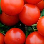Ранний томат Дубок – крепкий низкорослый сорт
