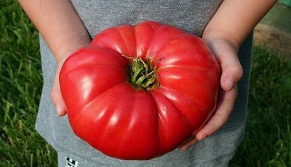 Крупные помидоры