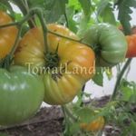 Собираем урожай томатов