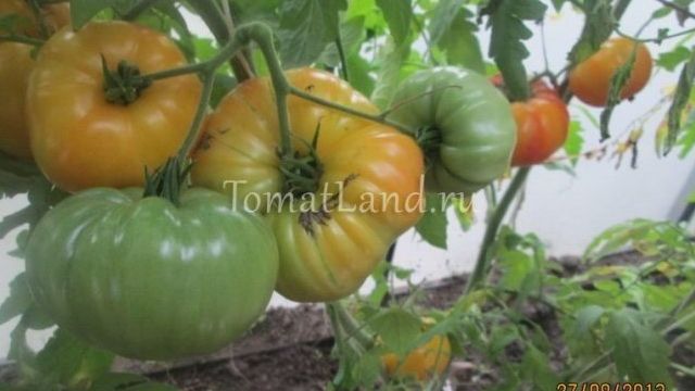 Собираем урожай томатов