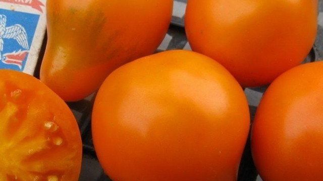 Сорт томата Японский Трюфель Оранжевый