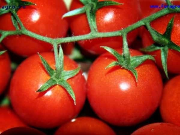 Невский сорт томатов