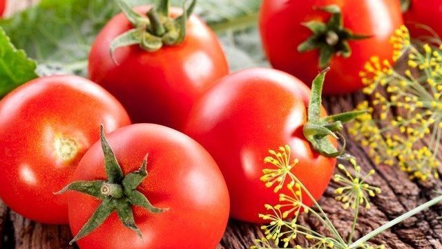 Сорта помидор устойчивые к засухе