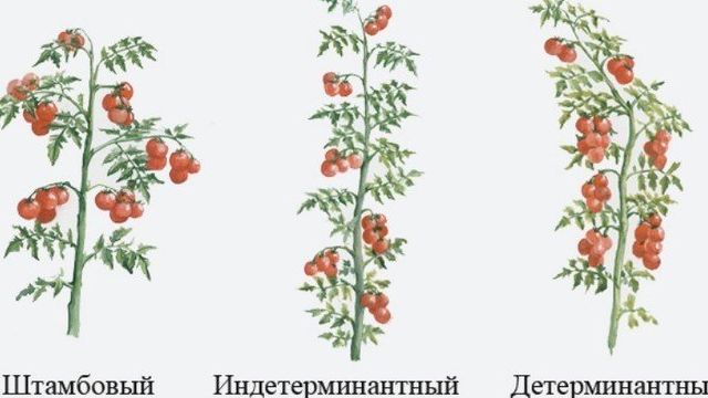 Сорта томатов Сибирской селекции