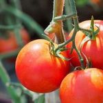 Томат Белле f1: описание сорта, выращивание и урожайность с фото