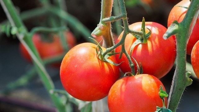 Описание сорта томата Белле f1, его характеристики и выращивание