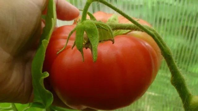 Томат "Бугай F1": характеристика и описание сорта помидор с фото, отзывы об урожайности, бугай красный и розовый