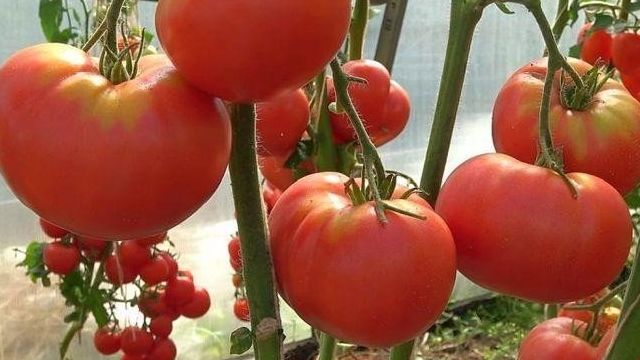 Гордость застолья: описание сорта томата, характеристики помидоров