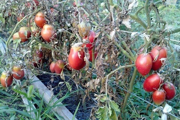 Сорт томата северная красавица