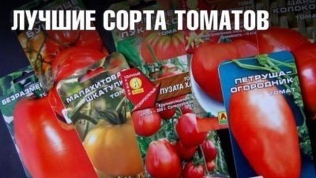 Томат Счастье русское: характеристика и описание сорта, урожайность с фото