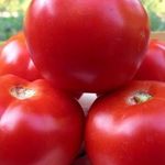 Урожайный томат Спасская башня выращивание и уход