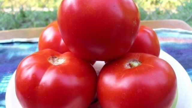 Урожайный томат Спасская башня выращивание и уход