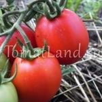 Вкуснейший фаворит салатных изысков — томат Душечка F1