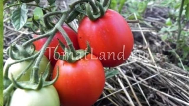Томат Душечка F1: характеристика и описание сорта, отзывы об урожайности помидоров, фото куста