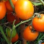 Вкусные томаты повышенной пользы — «Подарок Феи»: описание сорта, его характеристики и выращивание