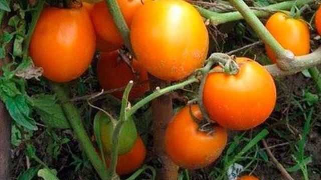 Томат "Подарок феи": описание сорта, урожайность, описание плодов, преимущества и недостатки выращивания Русский фермер