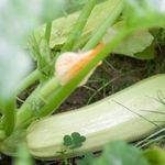 Выращиваем кабачок «Кавили f1» в теплице