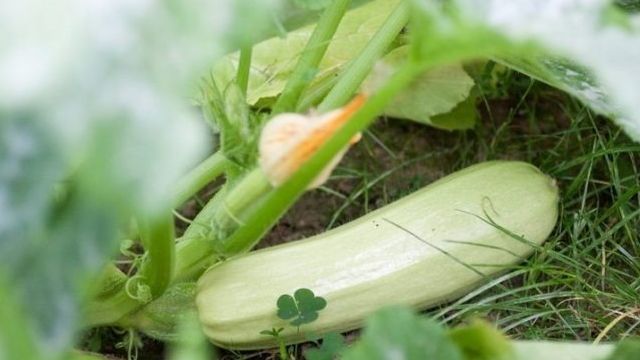 Выращиваем кабачок «Кавили f1» в теплице