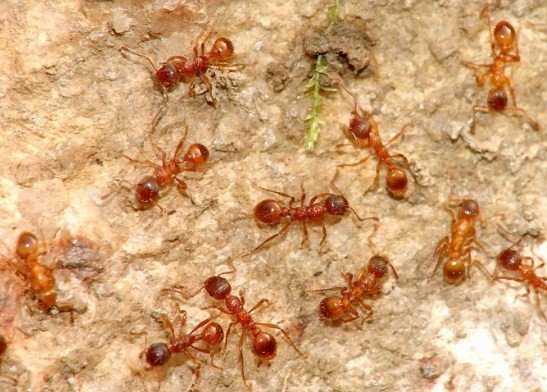 Красный огненный муравей муравейник