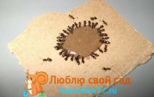 Маленькие муравьи на кухне