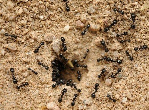 Муравьиная колония чёрных садовых муравьёв