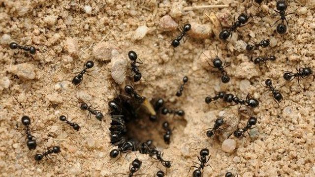 Борьба с муравьями на дачном участке народными методами и не только