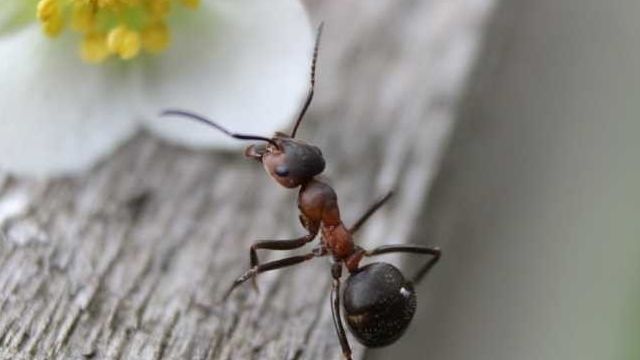 Чем опасны муравьи на грядках?