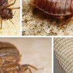 Что делать если мелкие прыгающие насекомые в квартире и в ванной?