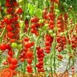 Фитофтора на помидорах. Как лечить растения в открытом грунте и теплице