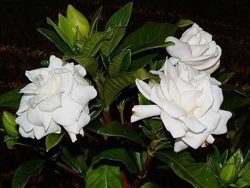 Гардения жасминовая белоснежная роза