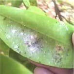 Peronospora camelinae