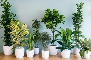 Самые неприхотливые комнатные растения