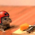 Как бороться с мышами на даче