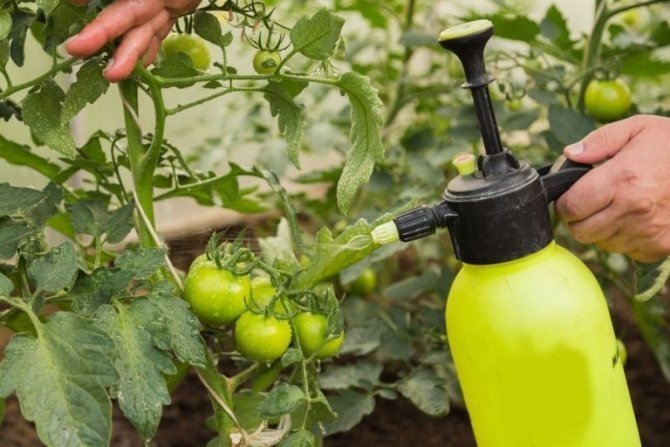 Борная кислота помогает от фитофторы на помидорах