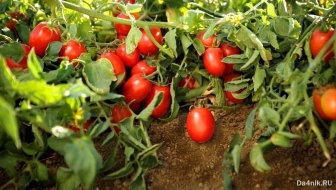 Подкормка томатов борной кислотой